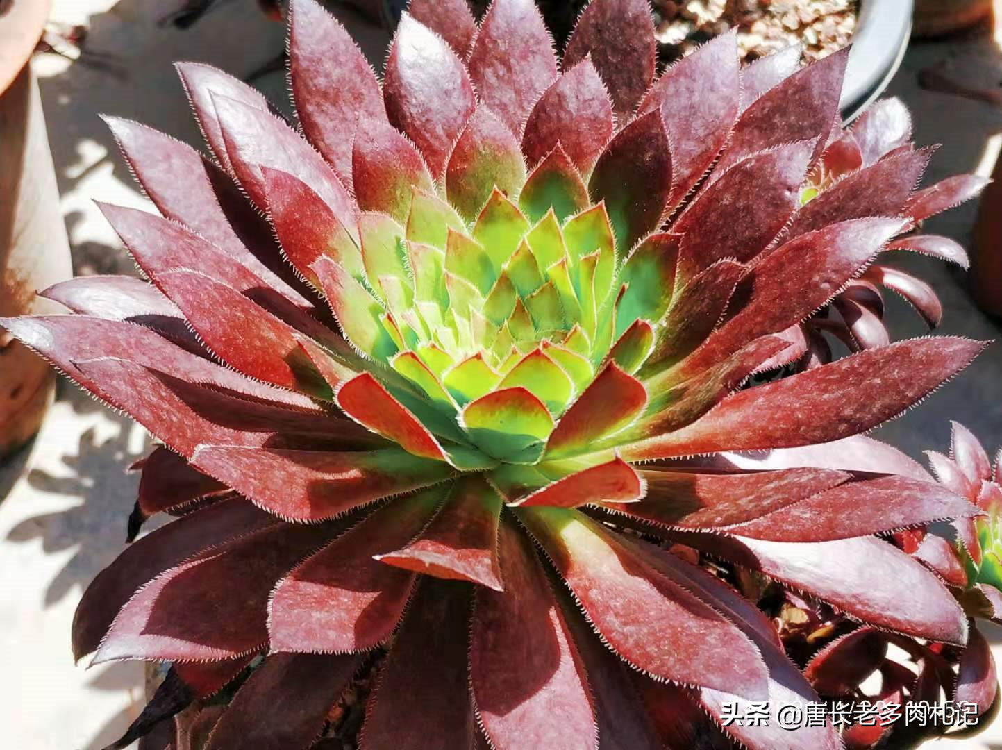 多肉蓝孔雀怎么养忌讳什么「记得收藏」-骁龙网