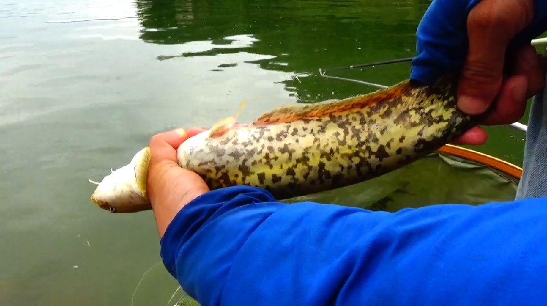 它 眼睛小视力差 可它却是 伏击高手 怎么垂钓大口鲶 钓鲶鱼鱼饵可以选择以下 天天看点