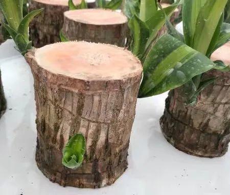 养不活的花,丢水里、干净卫生,3天冒新芽