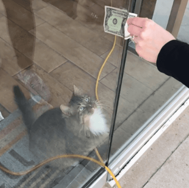 本想養貓捉老鼠，沒想到養了只「招財貓」，每天躺著能賺幾百美金