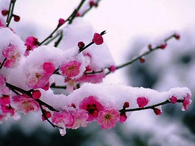 散文：春暖花开飘雪来，陪你浪漫人间