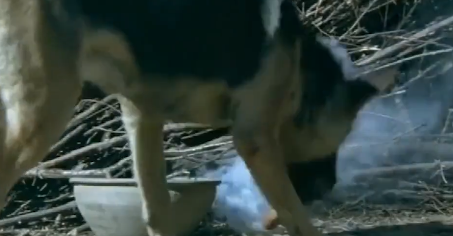 《犬王》導演姚守崗，拍戲炸死軍犬，15年後接受采訪，仍毫無悔意