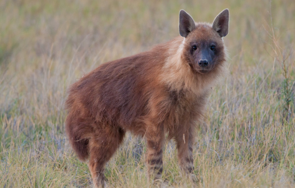 地球的清洁工还有哪些动物，棕熊鬣狗狼獾都有什么本领？