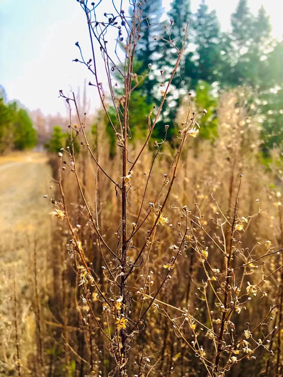 小学学历的小裁缝成为女作家，多次诺奖候选人，她的艰苦写作逆袭