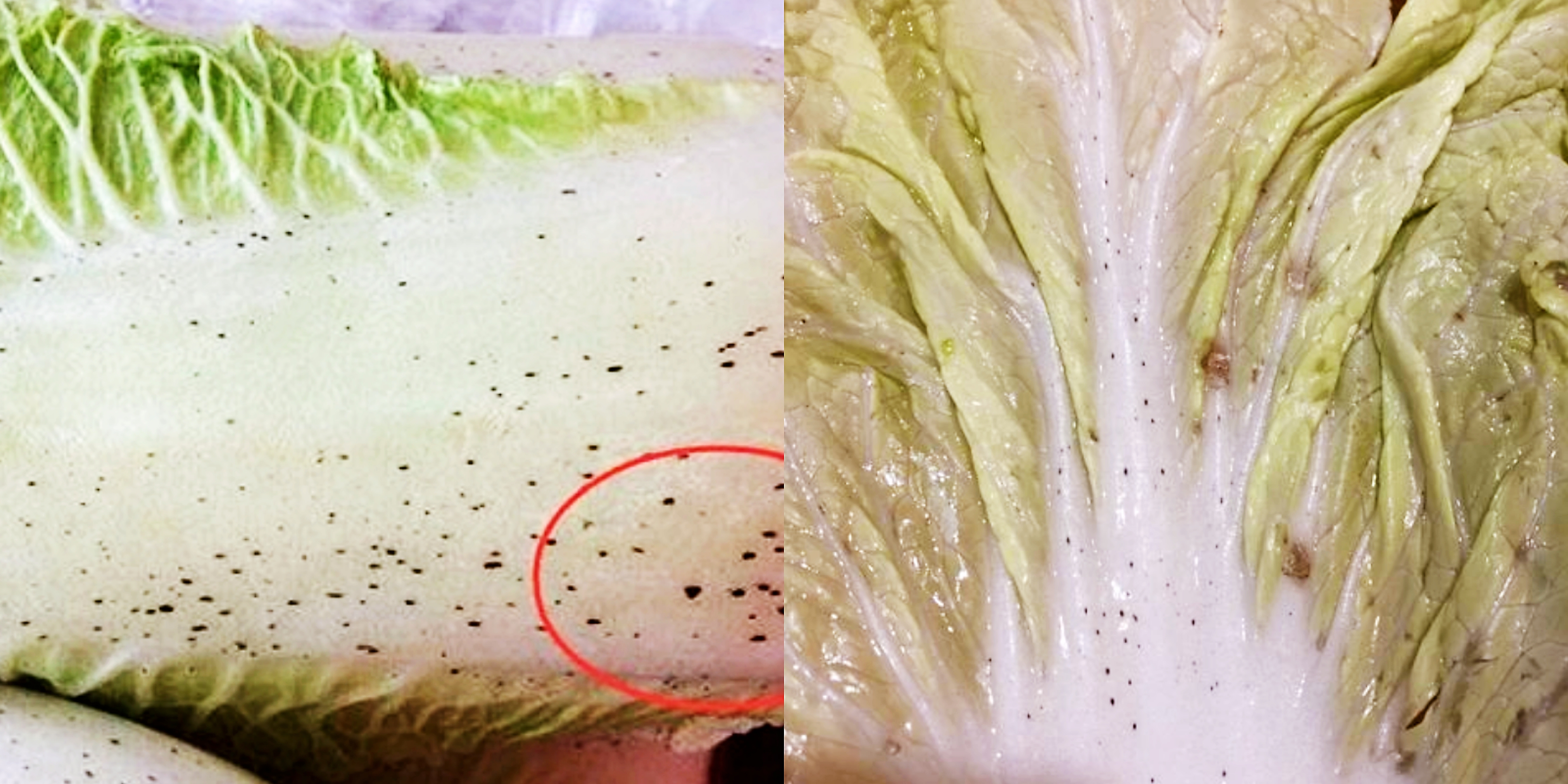 大白菜上的“小黑点”是什么，能不能吃？为了家人健康，不妨看看