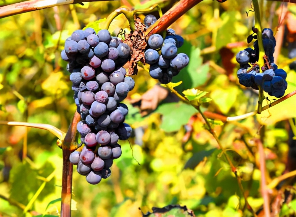 辽宁旅游：抚顺匆匆行散记（图）