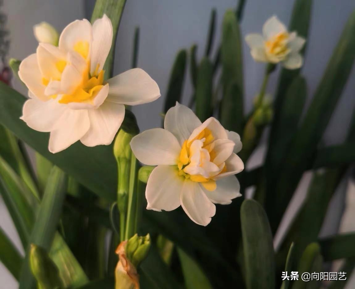 ?春节期间，买盆花放在家里，3种花值得买，花期长开花漂亮