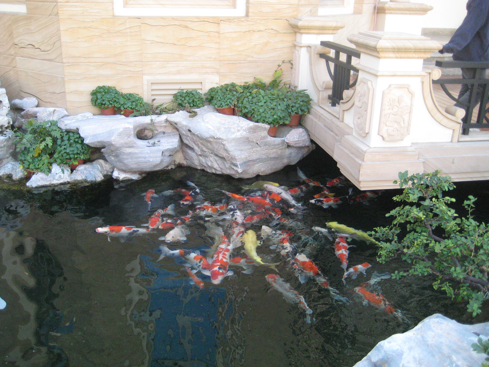 花园只有造个锦鲤鱼池，才能堪称最美庭院