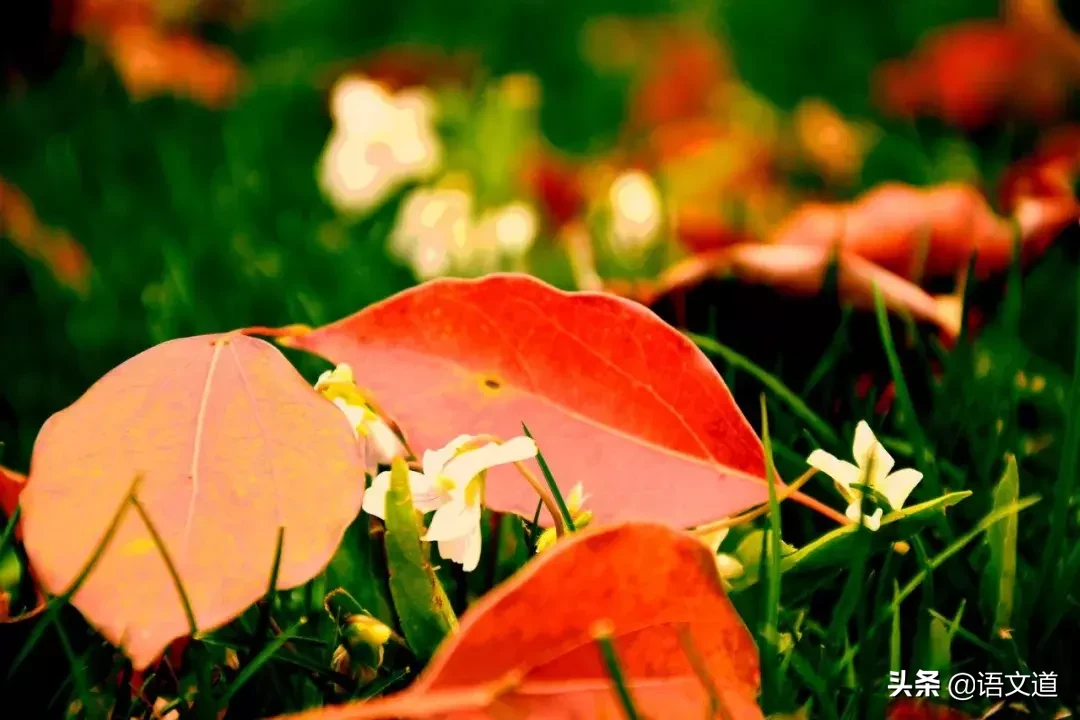 30首最美落花诗词，朵朵芬芳，从春华到秋实