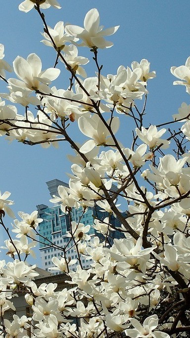 关于粉玉兰花的美文(描写玉兰花的美文) _晶羽文学网