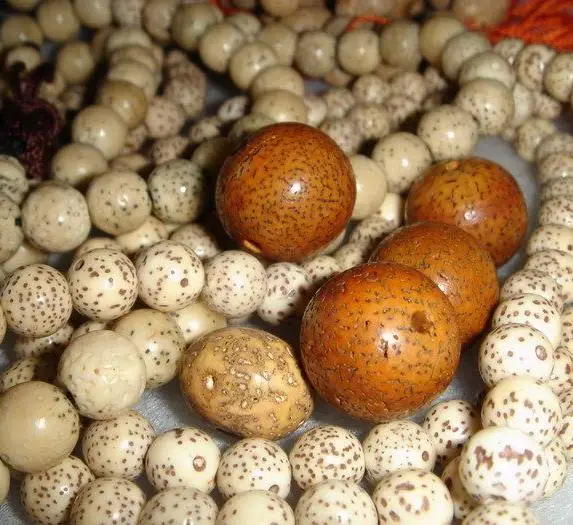 菩提子种类全详解（配图不易）