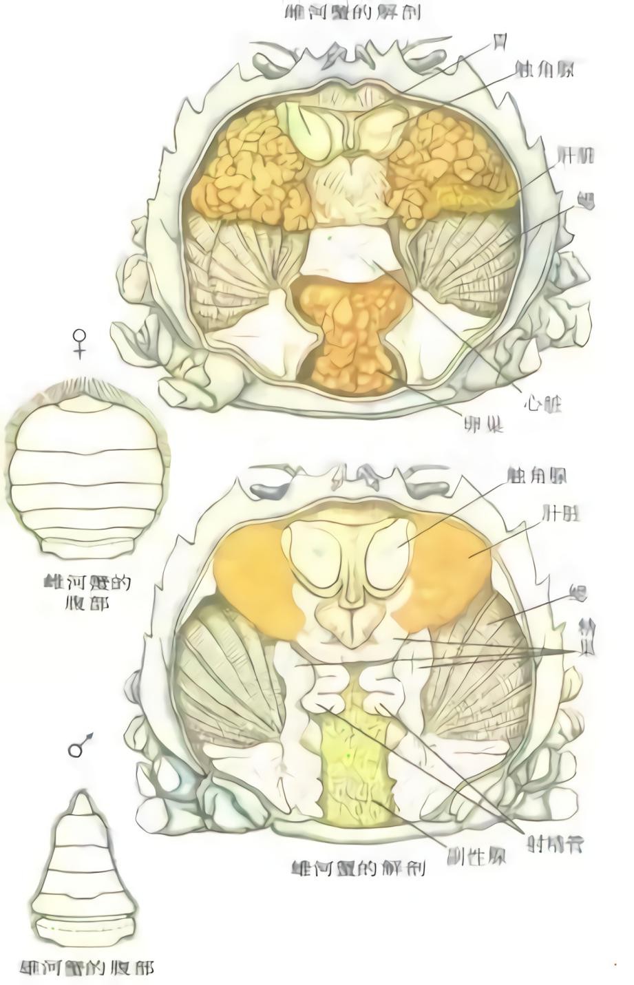 帝王蟹在挪威泛滥成灾，价格却居高不下，市场惊现山寨帝王蟹