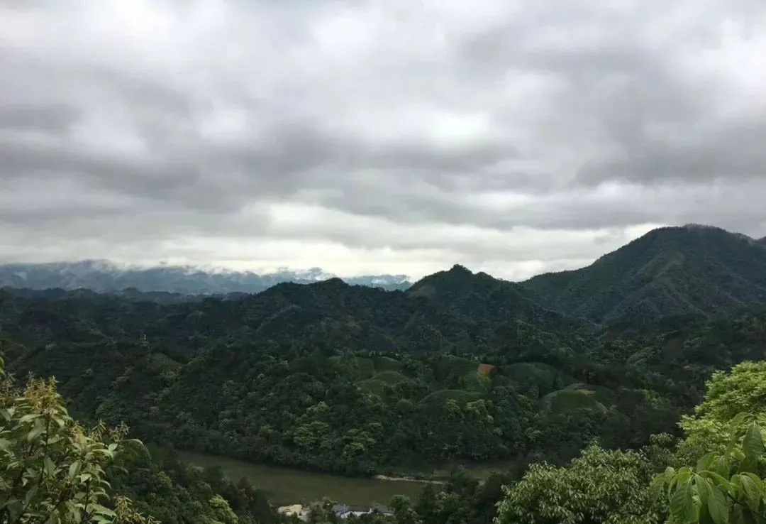 细说绿茶中的最魁梧的茶，太平猴魁