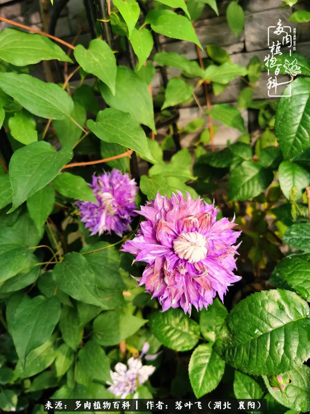 多肉和繁花相映,楼顶花园四季花开,令人沉醉