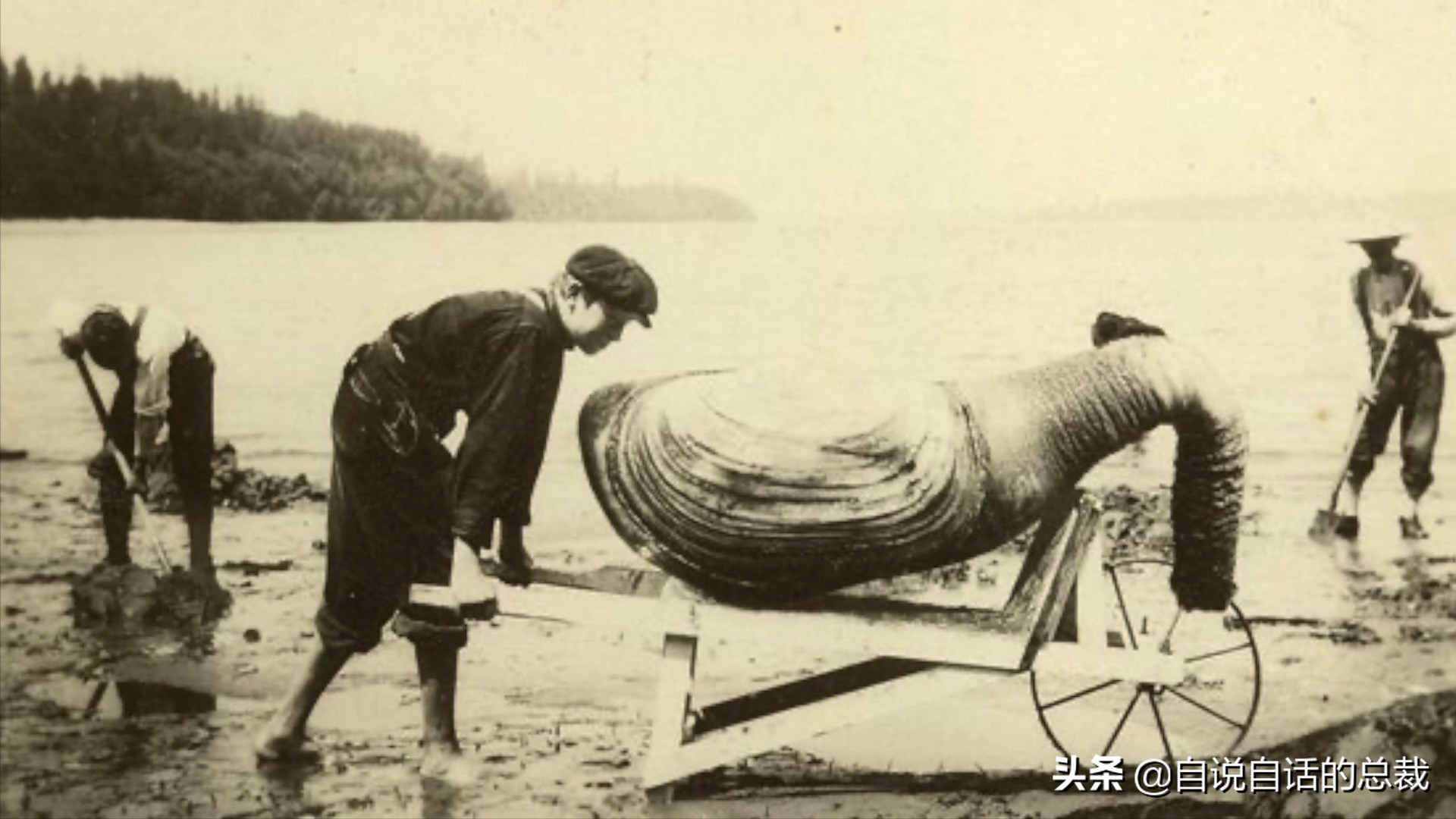 蛤、蚶、蛏、蚝、蚬有什么区别？这是一群美味海怪与人类的故事
