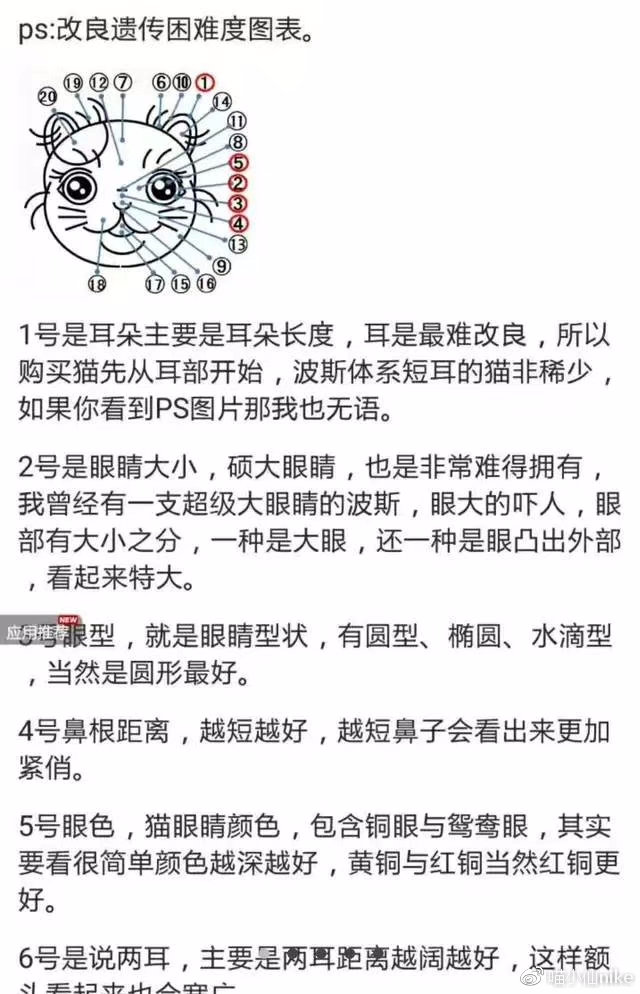 加菲猫品相图解图片