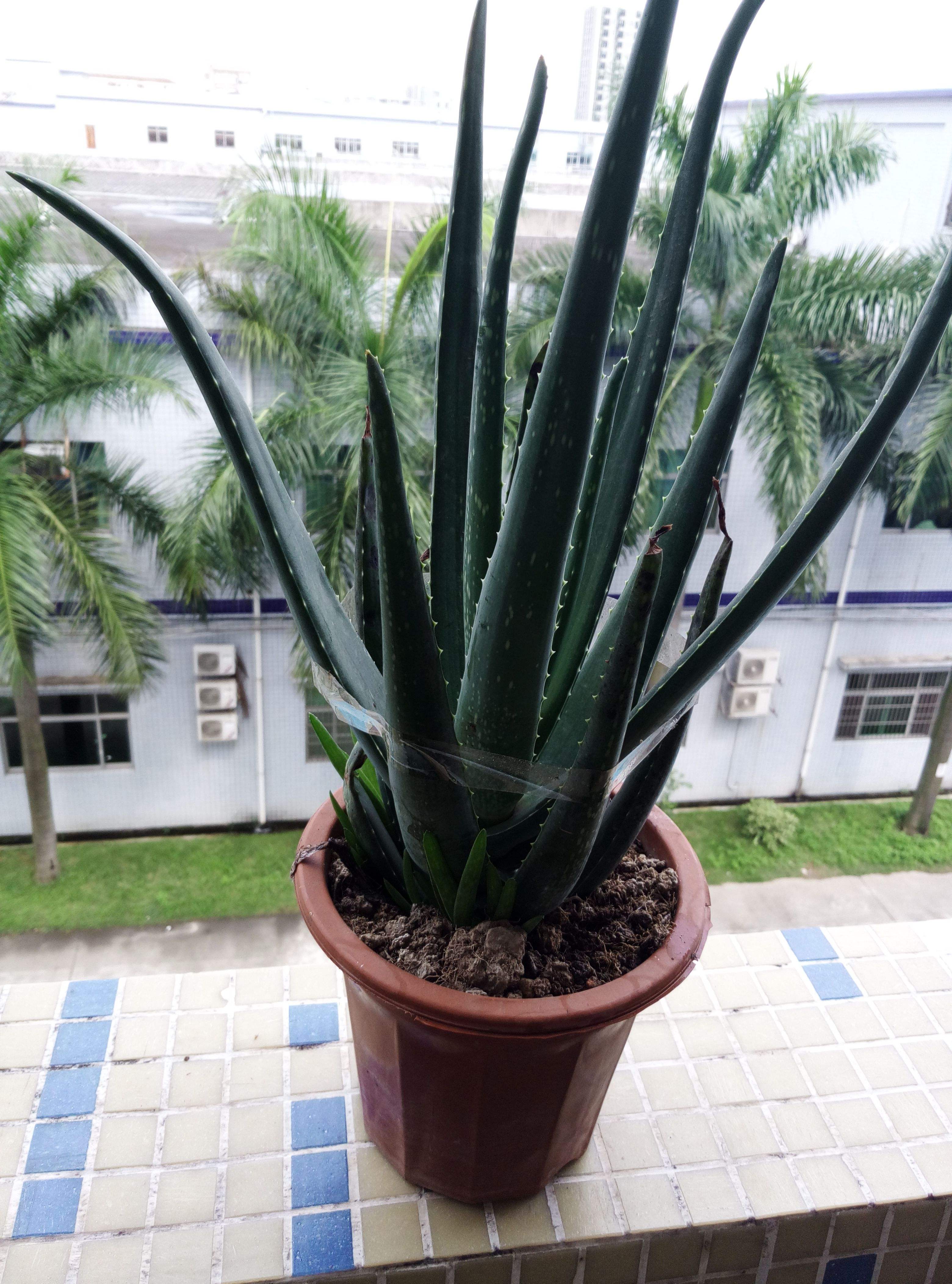 能"吃"得芦荟只有三种!吃对了,才能美容养颜!