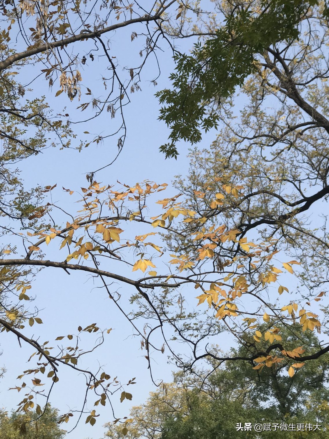 秋色添香——一片秋叶三世情