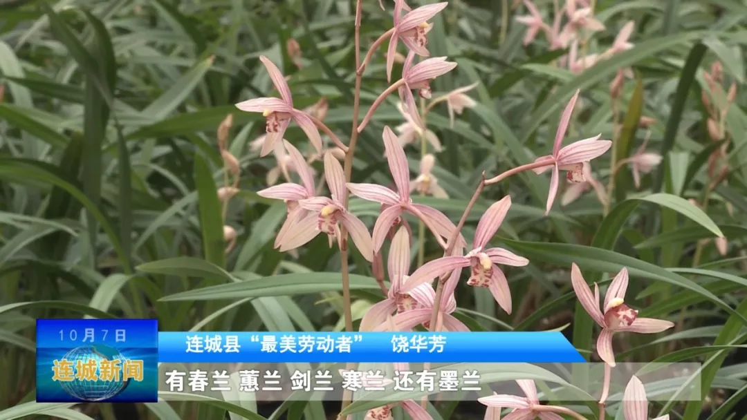 「最美勞動者」饒華芳：傾情蘭花事業 助推鄉村振興