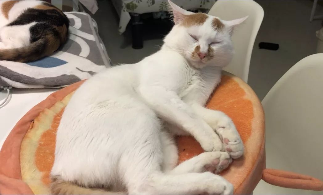 如何预防猫咪最可怕的疾病之一——猫传腹