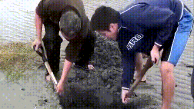 蛤、蚶、蛏、蚝、蚬有什么区别？这是一群美味海怪与人类的故事