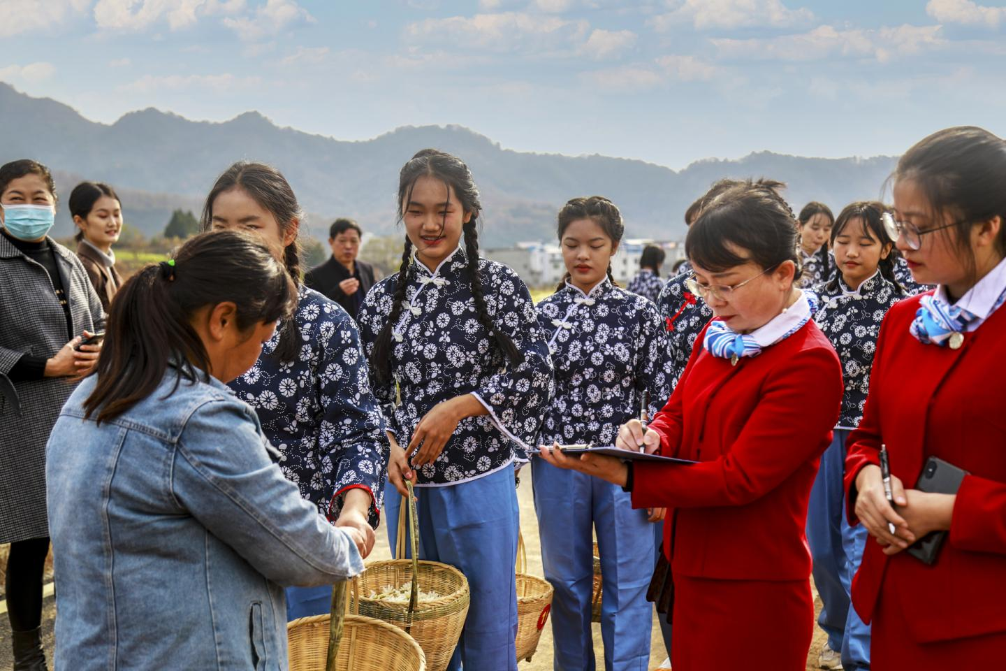 湖北麻城：福白菊采摘大赛在福田河纯阳山菊花基地隆重举行