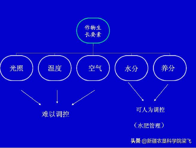 水肥一体化中到底应该将水肥施用在什么位置？根区为你提供答案