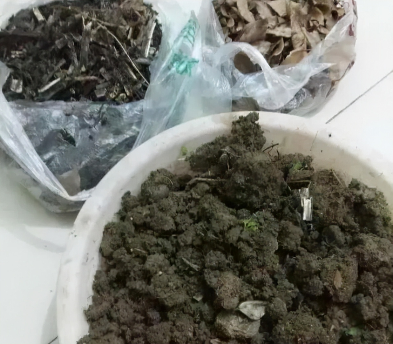 家有“空油桶”别扔掉，1个能养60棵“蒜”，种点菜家人吃得健康