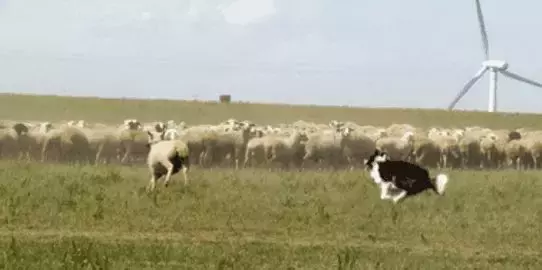 这是公认的最聪明犬种!三分钟看完牧羊犬喂养指南