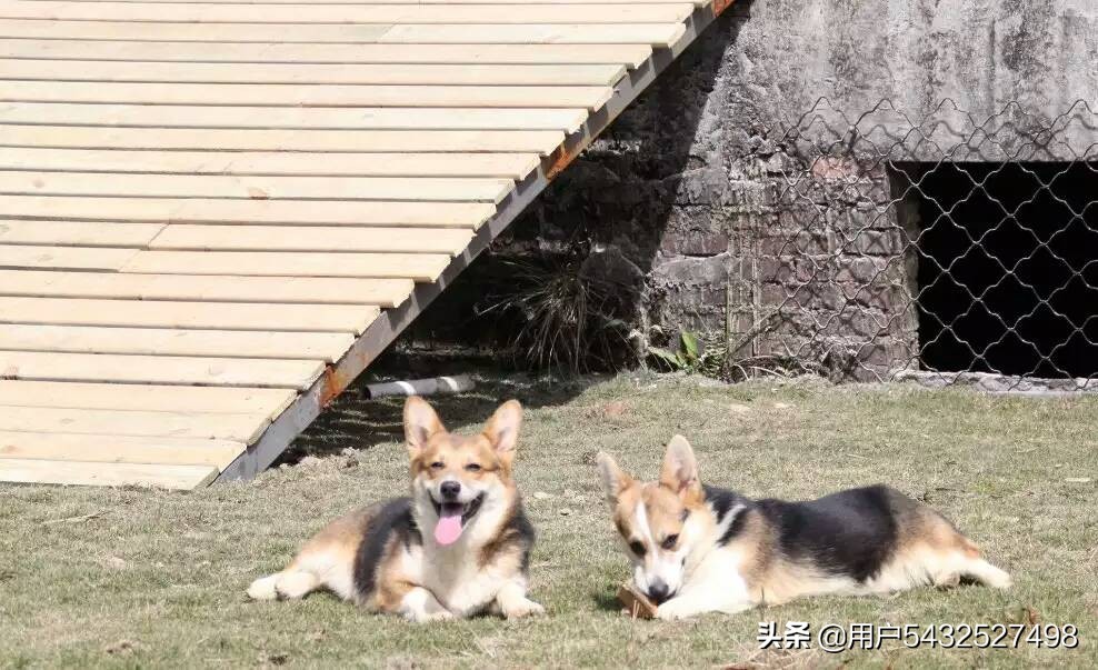 彭布罗克威尔士可乐犬的历史 繁殖标准和知识 天天好运