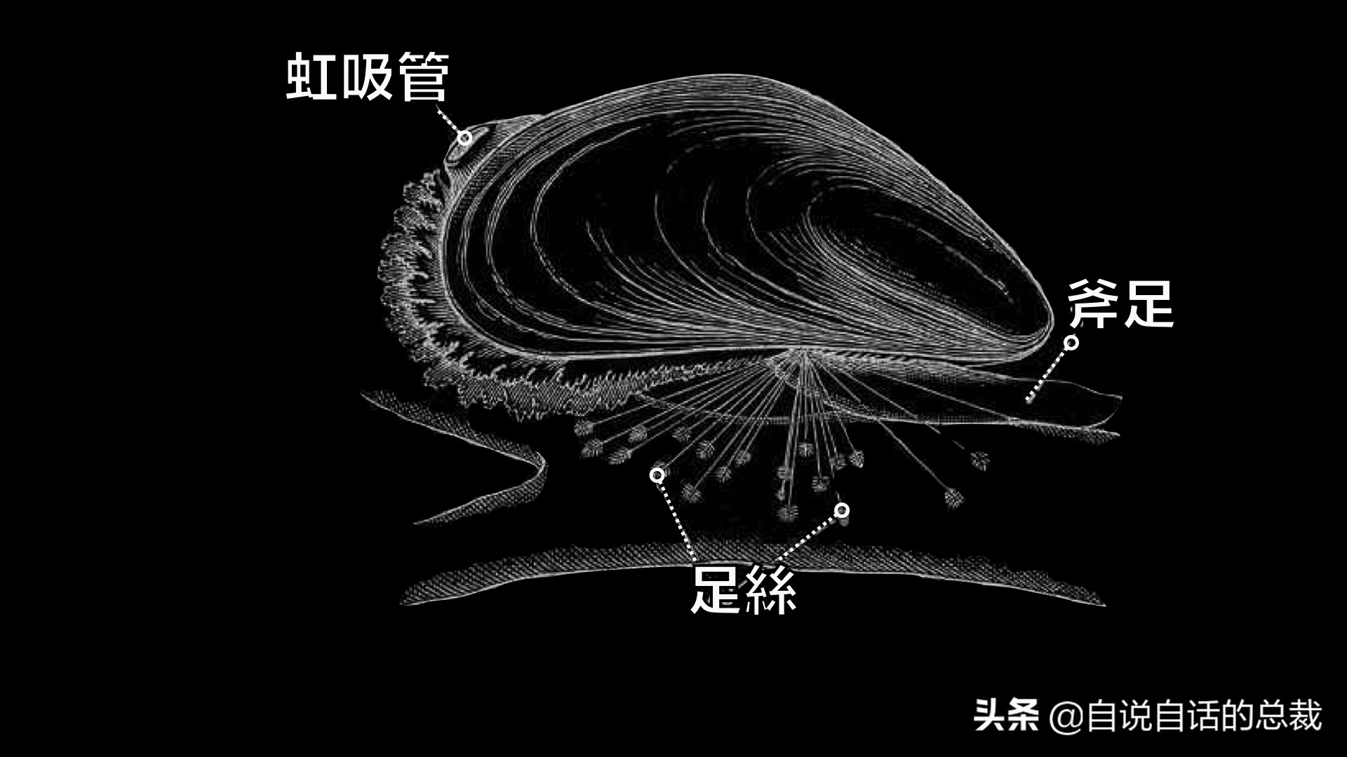 蛤、蚶、蛏、蚝、蚬有什么区别？这是一群美味海怪与人类的故事