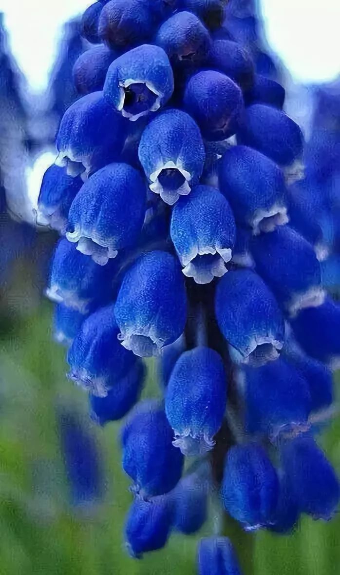 幽蓝花欲开难寻蓝孔雀满树幽蓝蝶河像蓝玛瑙蓝绿水伴青山荷叶似青碧