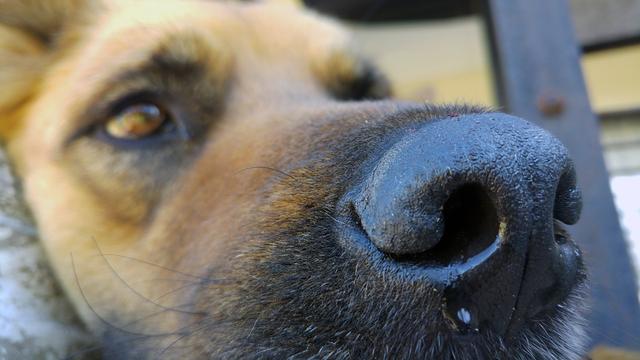 狗狗流鼻涕咳嗽是感冒？有可能是致命的狗瘟！如何区分感冒与狗瘟
