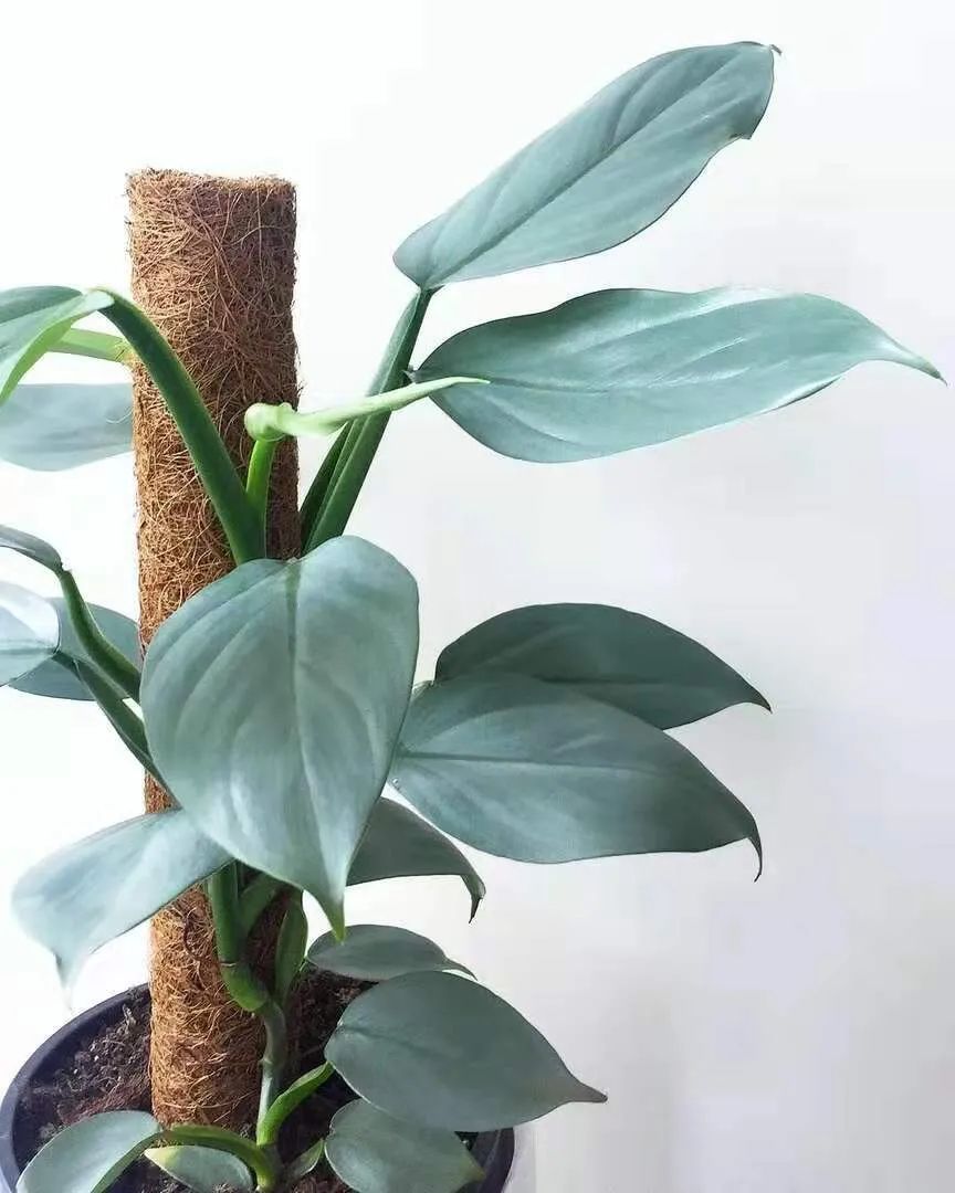 7种叶子特别有质感的室内观叶植物,叶脉凹陷,大多是网红植物