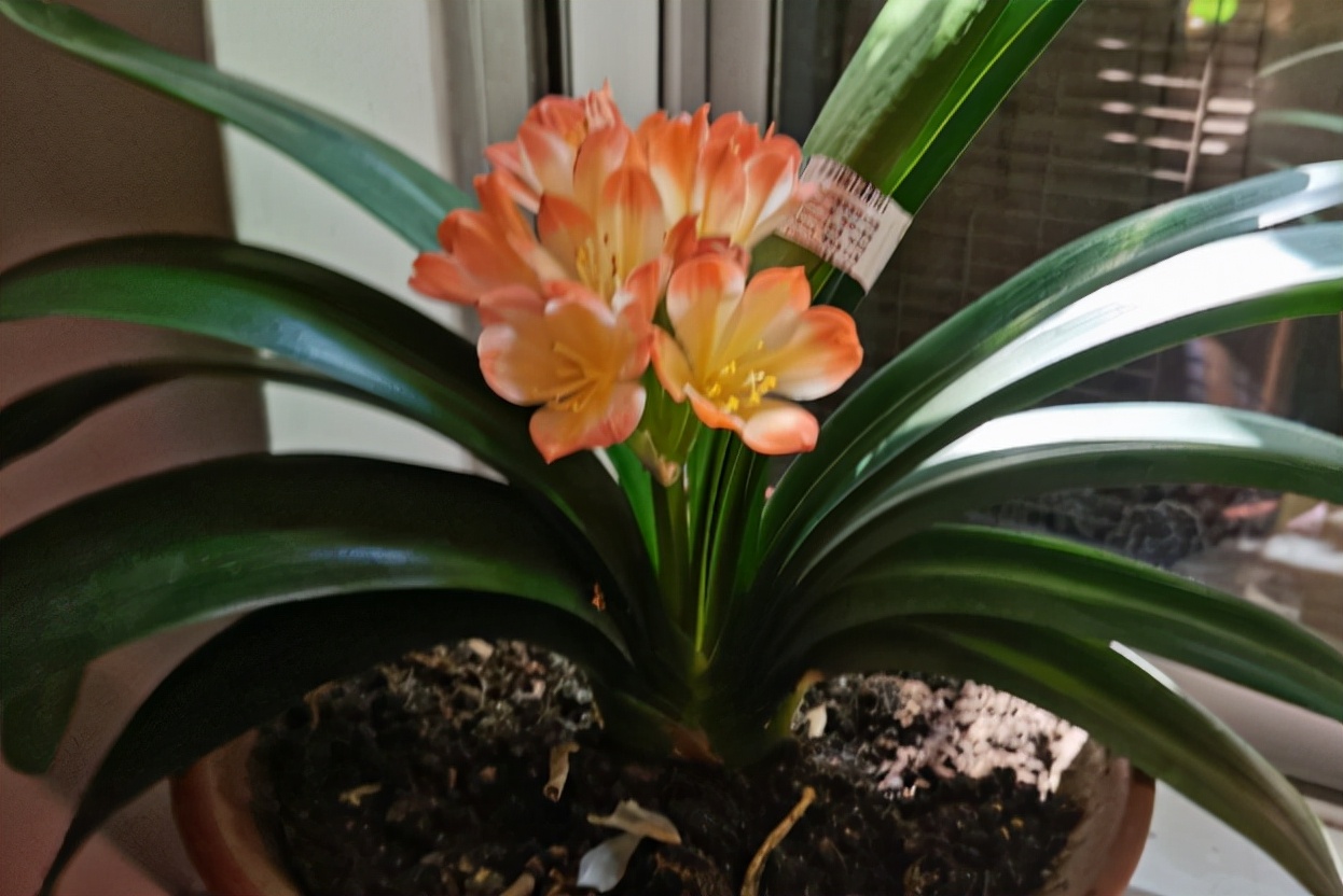 臥室放4種植物，“旺財”又健康，新手也能養好