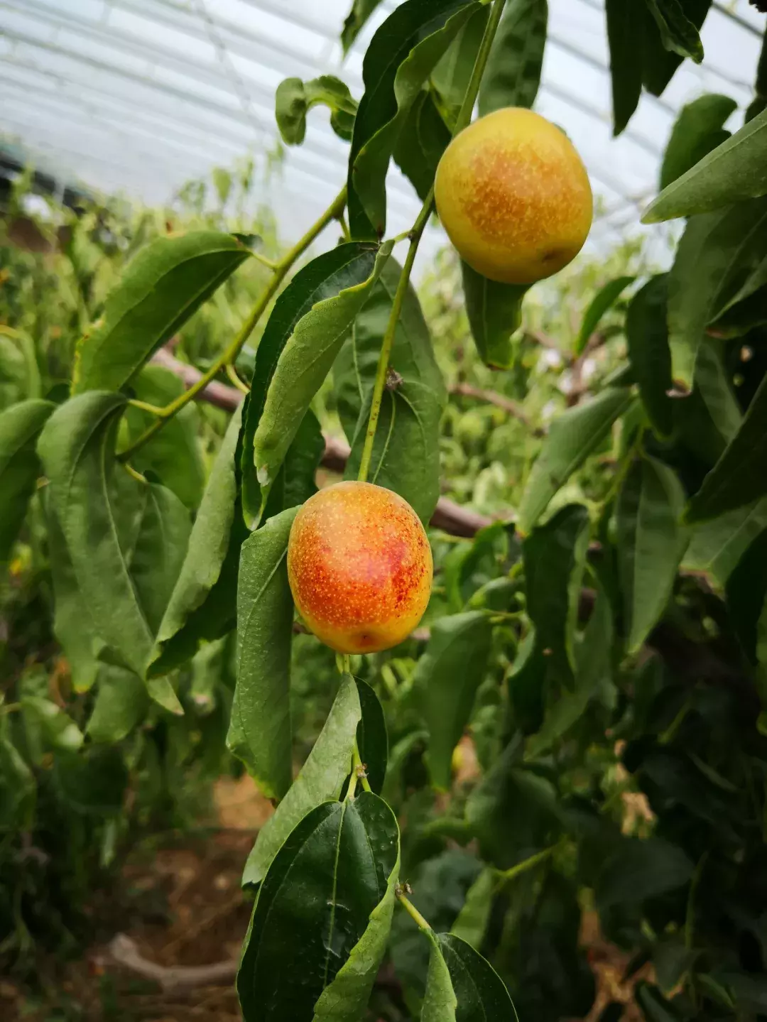 为什么大荔冬枣可以称霸夏天？