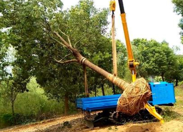 大树起挖移栽前的保水措施和移栽关键要点，学会后，就能提高存活