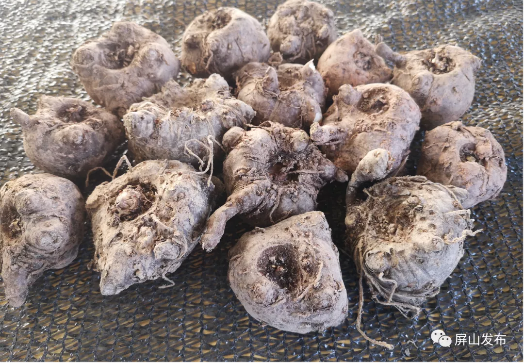 魔芋地里耍魔术屏山白魔芋释放致富大魔力