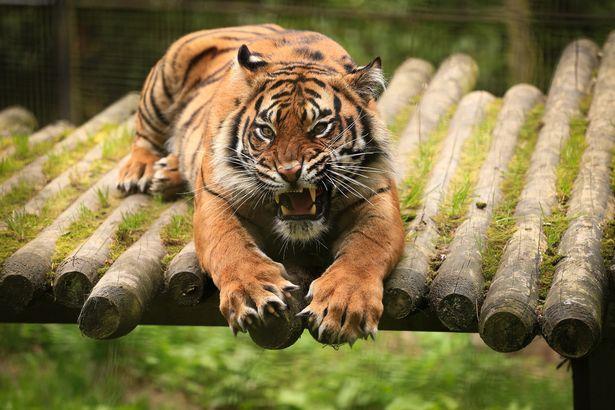 猛兽袭人！智利野生动物园一女子遭老虎袭击当场身亡，痛心