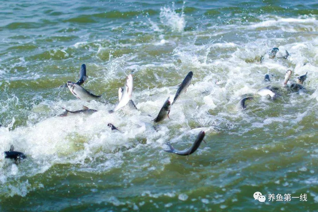 鱼类混养升级版80:20池塘养殖模式——80%的主养鱼,20% 的搭配鱼