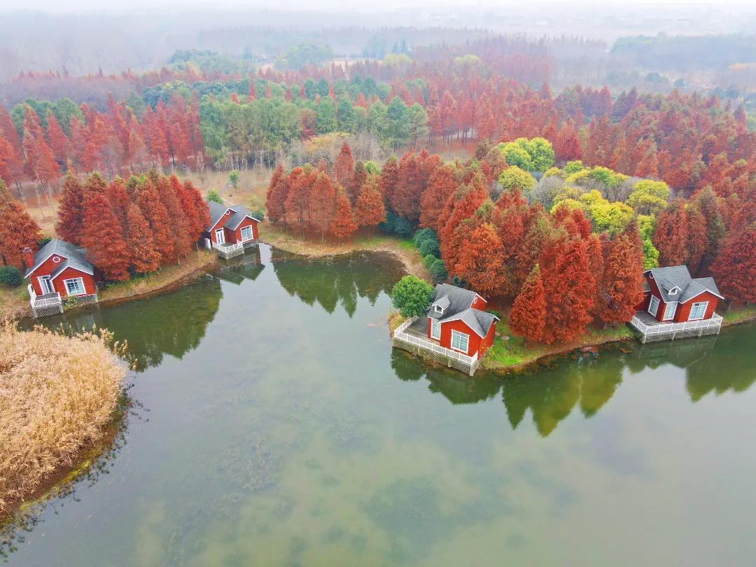 这份如皋「长青沙赏杉攻略」,拿走不谢!