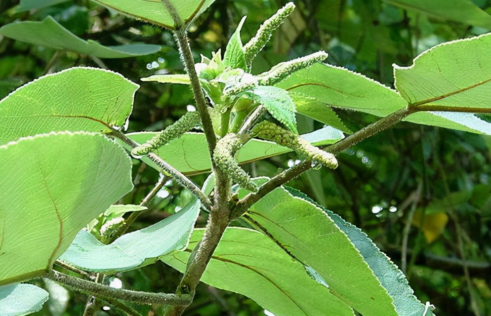 31種野菜大合集，帶你認識不同的野菜和吃法，你想要的野菜這裡有