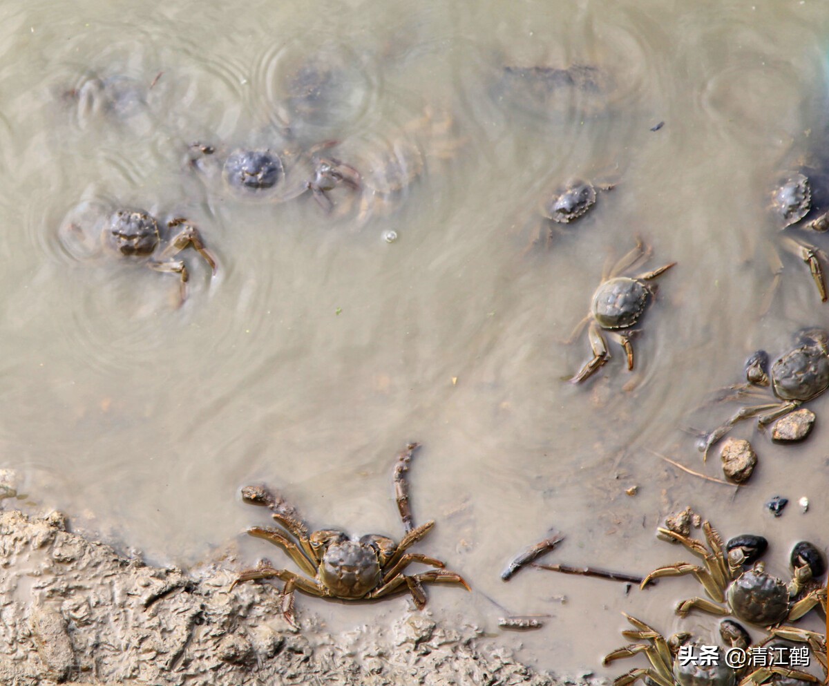 螃蟹生活环境图片