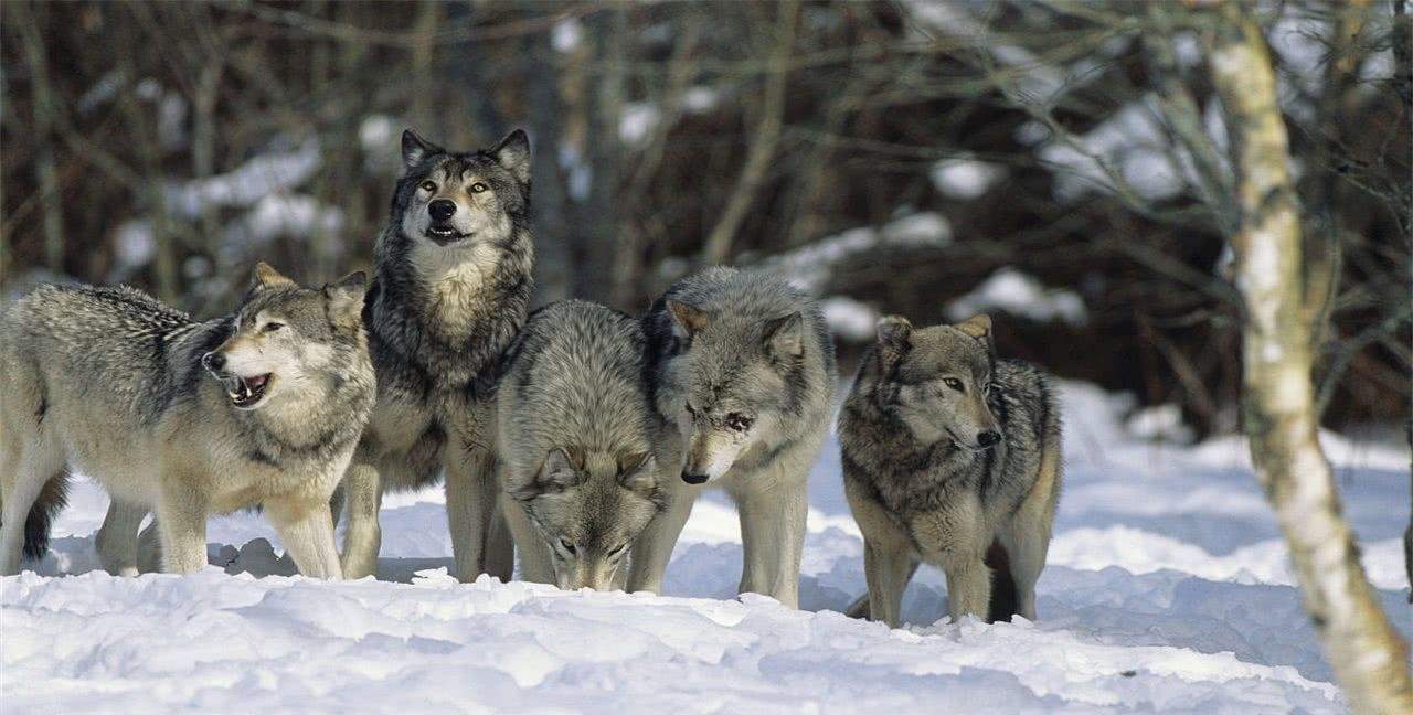 狼语解密：狼的3种不同语言，800万年来狼群是如何相互交流的？