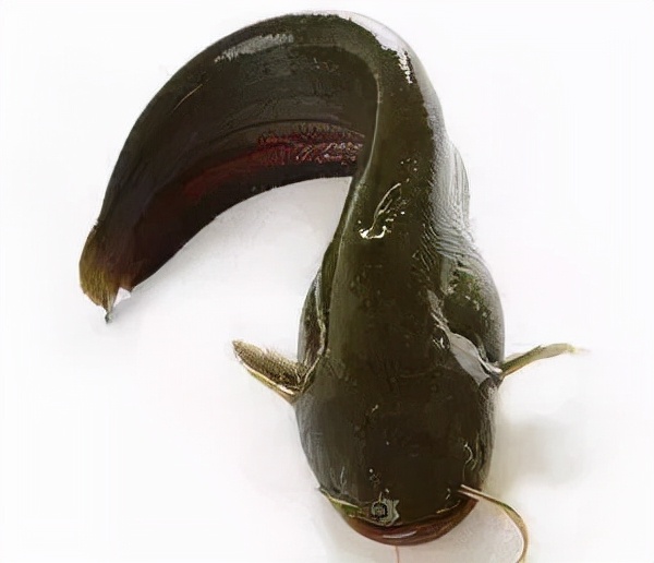 以肉食或鱼类为食的鱼类,代表鱼种:鲶鱼,鲈鱼,乌鱼,鳜鱼,鳡鱼,狗鱼等