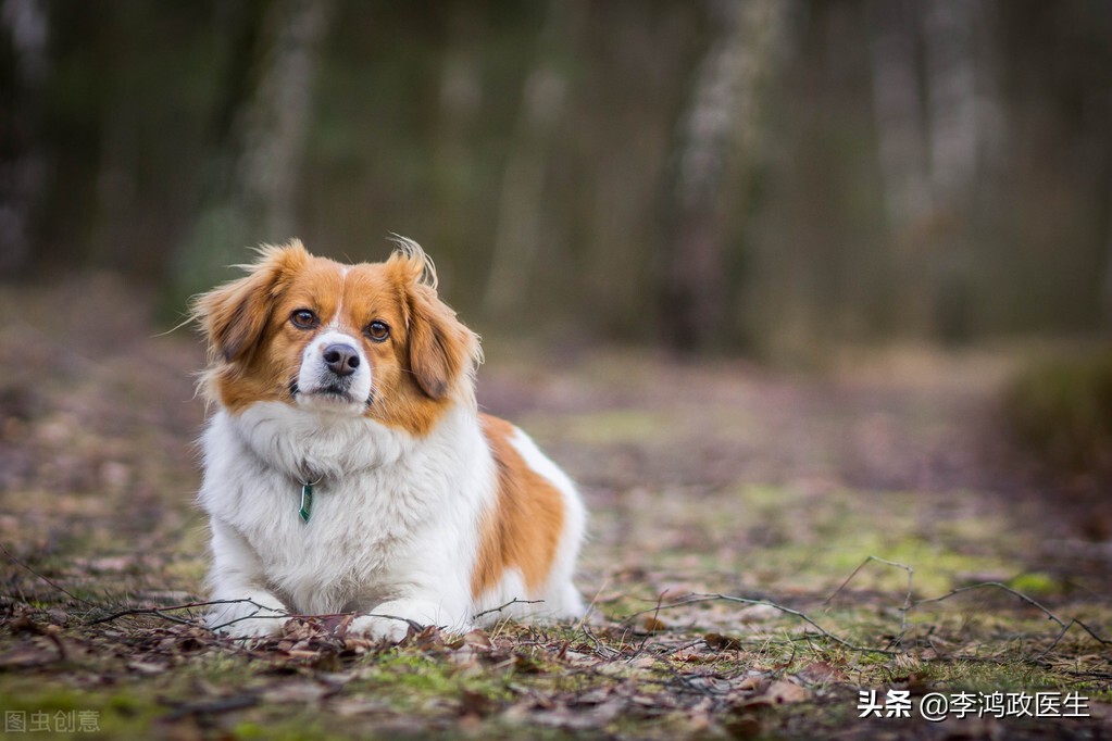 医生揭露狂犬病患者的恐水真相：病毒不进入血液，却能直击大脑