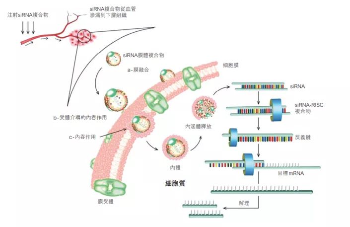 中国核酸药物第一股——圣诺医药正式登陆港交所