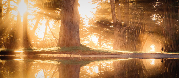 Adobe国际认证-如何使用自然光来增强您的摄影效果