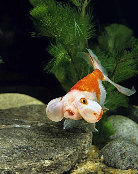 国粹传承金鱼水泡子