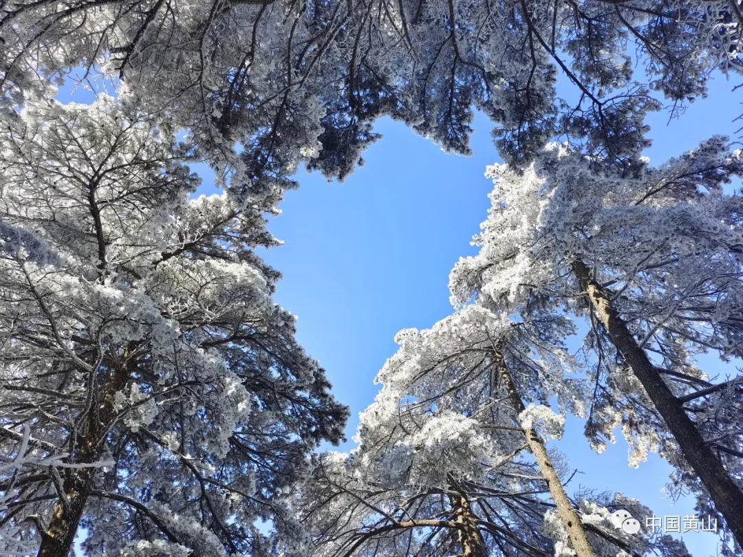 黄山雪后初霁,日出云海齐现美如仙境